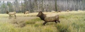 A grainy digital photo of a male elk walking across a grassland, with burned trees and female elk in the background