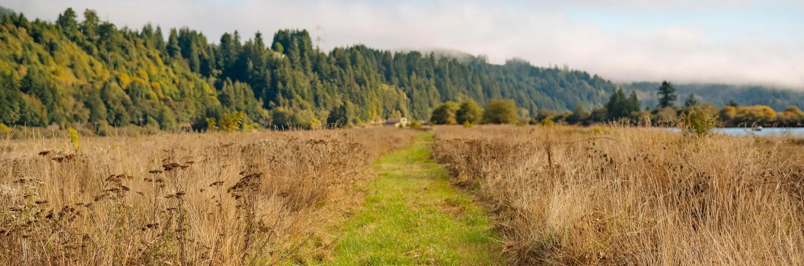 A path cleared between tall grasses. A forest can be seen in the background.