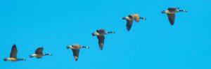blue sky, geese flying in formation