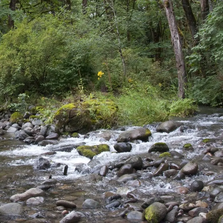 A river rushing over stones, surrounded by forest