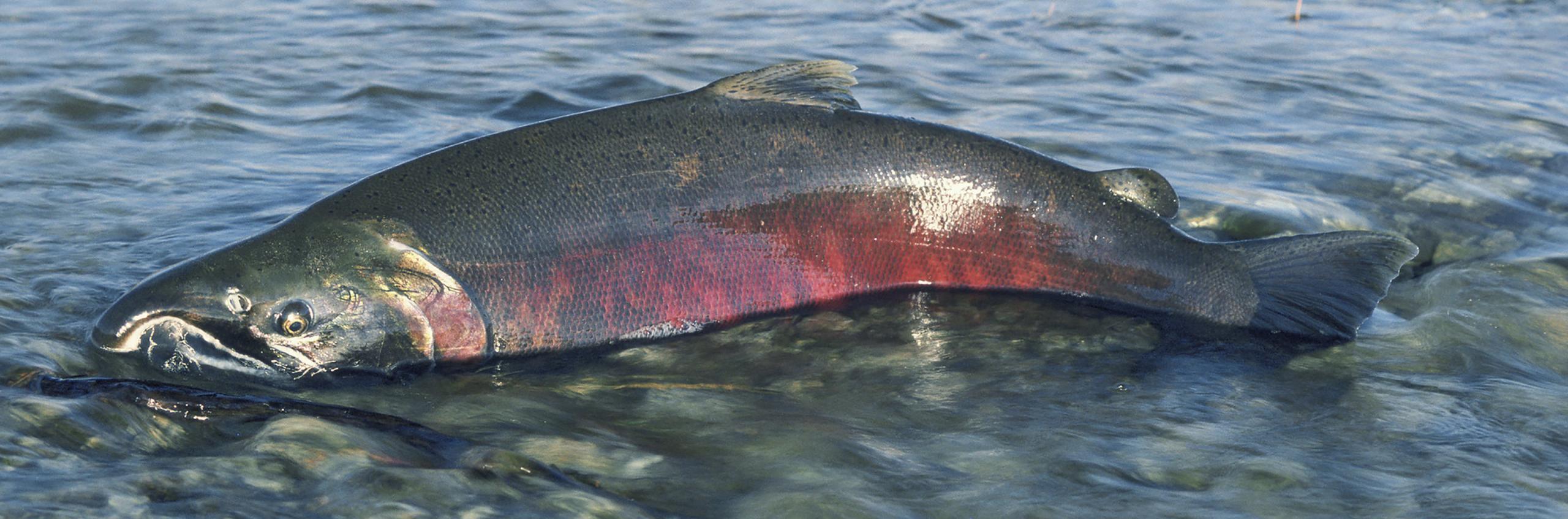 A Chinook salmon only half submerged in a shallow stream. The lower parts of the salmon are very red.