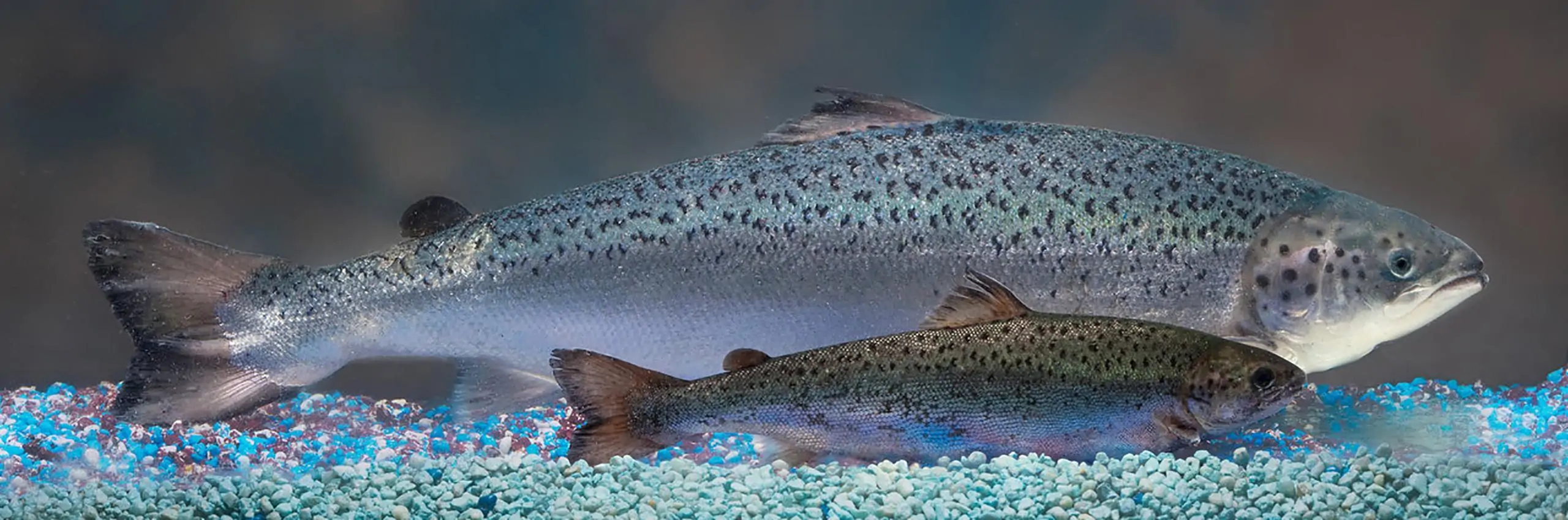 Two salmon, laterally parallel to each other, inside a tank (not visible). The fish in the back is almost three times the size of the fish in the front.