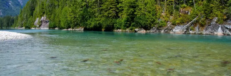 Salmon that have returned for breeding can be seen as smudges of red in a green river. Trees line the opposite shore of the river.