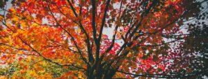 A photo angled upward toward a tree with sprawling branches. The leaves range from golden, red, and green colors.