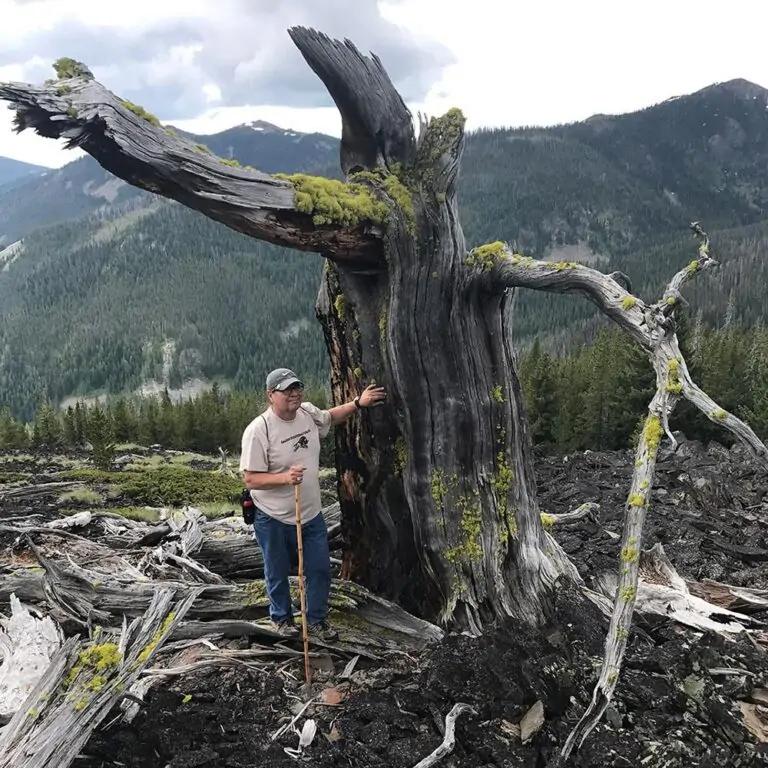 Mike Durglo, Jr. standing in front of a whitebark pine