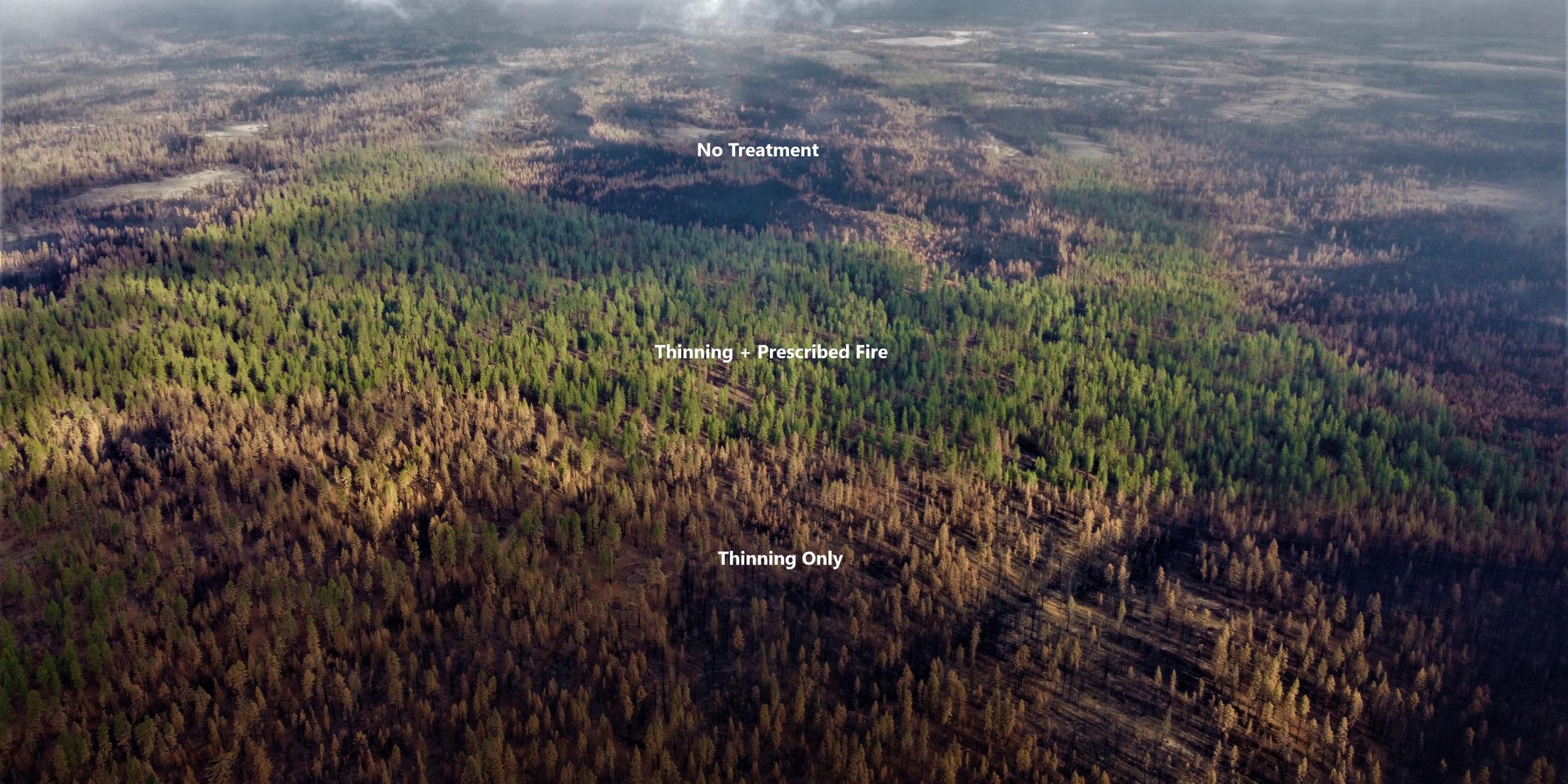 A photo of the forest burned by the Bootleg Fire
