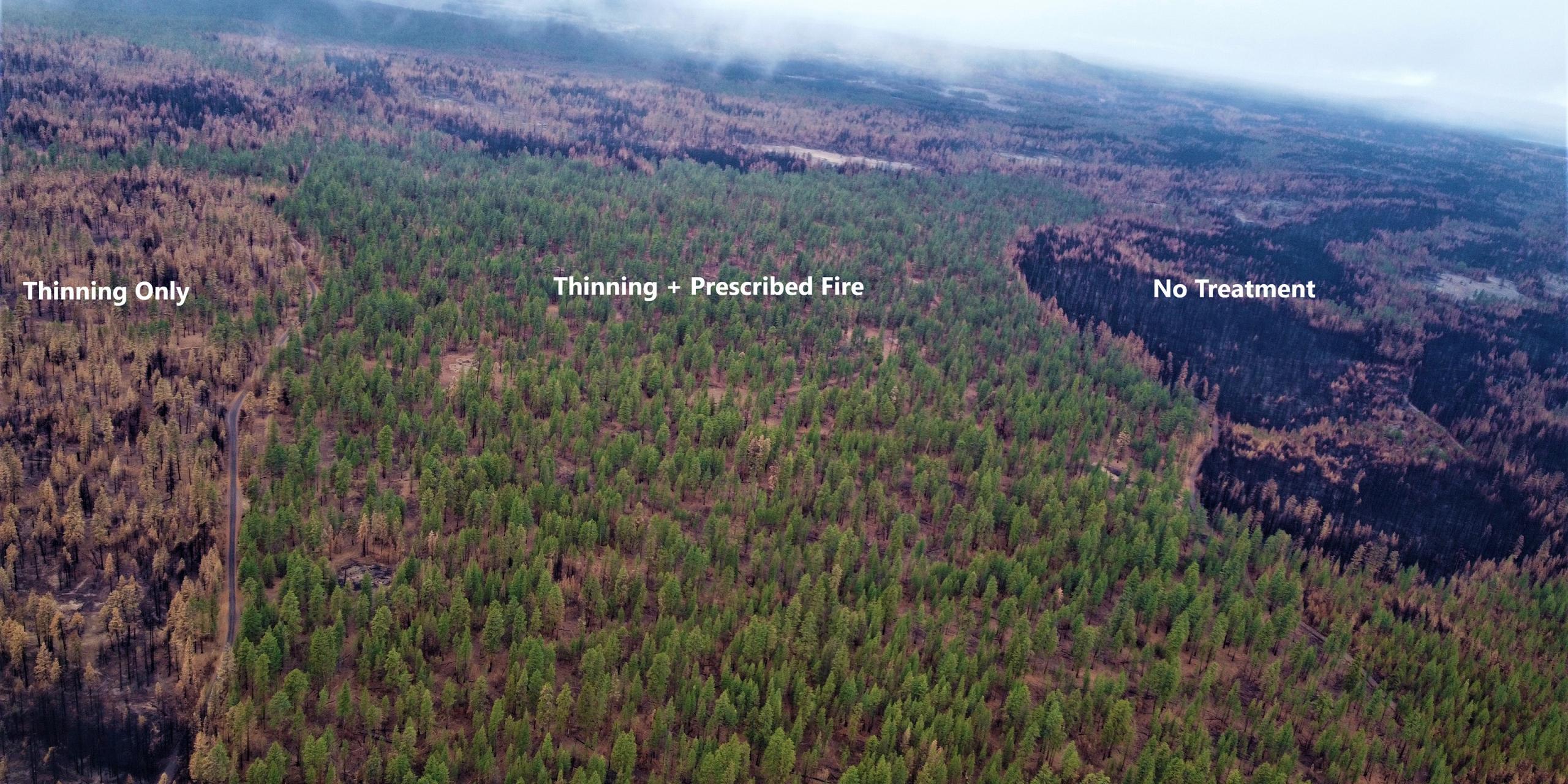 A photo of the forest burned by the Bootleg Fire