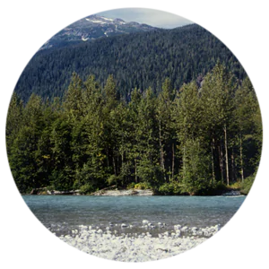 A photo of a nature scene, with a stony shore and aqua waters in the foreground, and green conifer trees in the background.