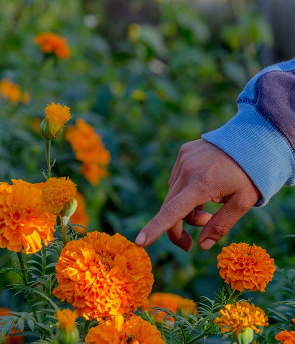 Hand with one finger pointing to one sun-kissed marigold within a group