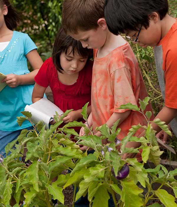 Four young children with notebooks look at vibrant eggplant bushes in garden