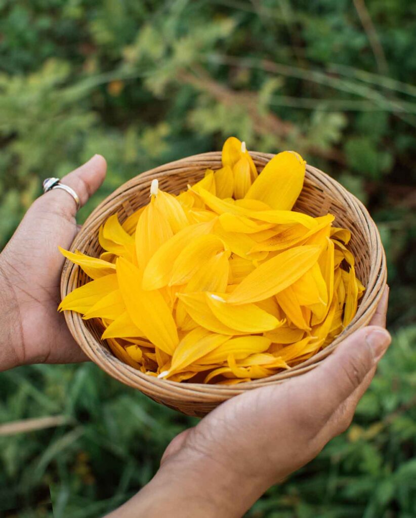 Hands holding sunflower petals