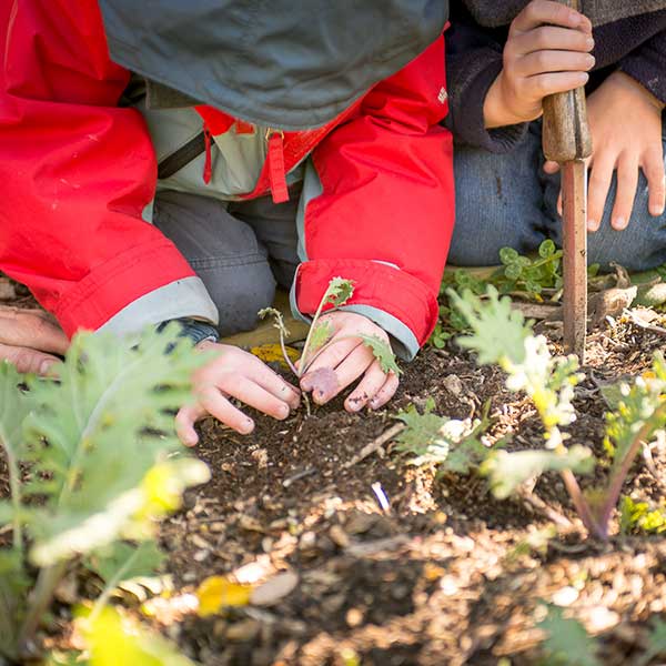 young child in red jacket planting a small kale plant start in the soil