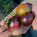 A hand extended holding four heirloom tomatoes