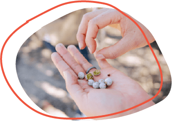 hands holding juniper berries
