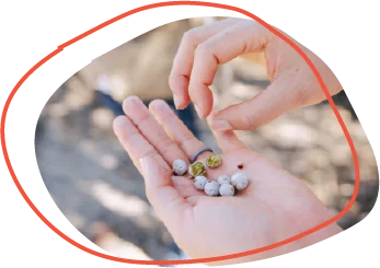 hands holding juniper berries