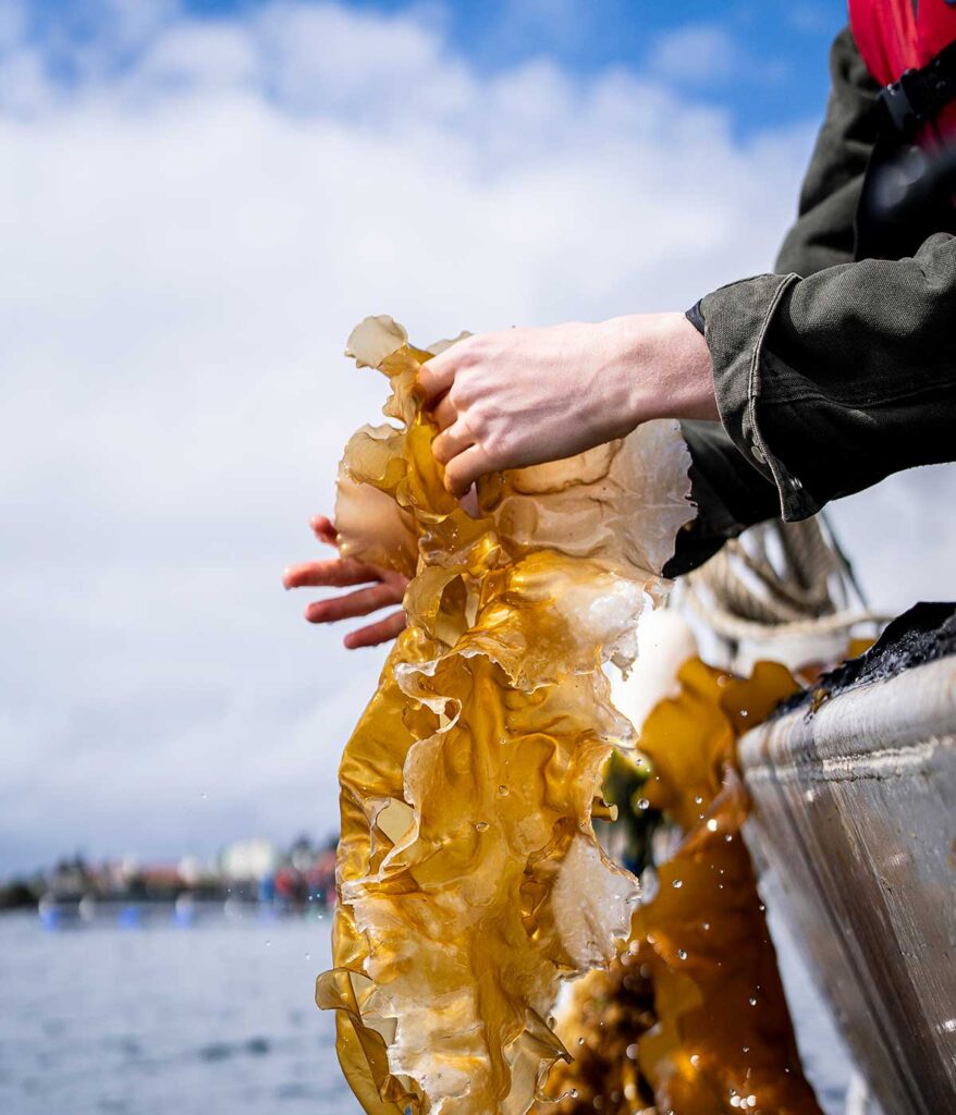 hands leaning over side of boat, holding kelp, blue sky