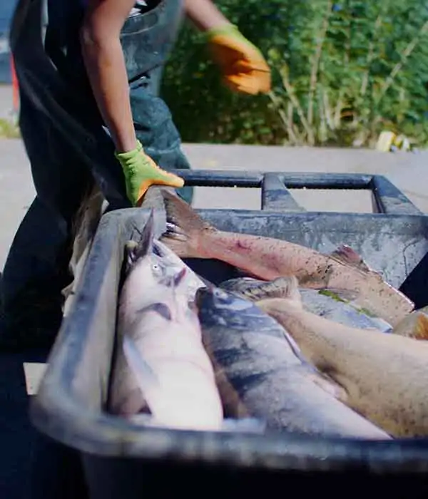 Person with fish catch