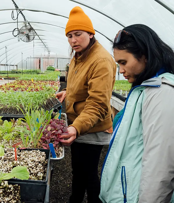 People look at plants