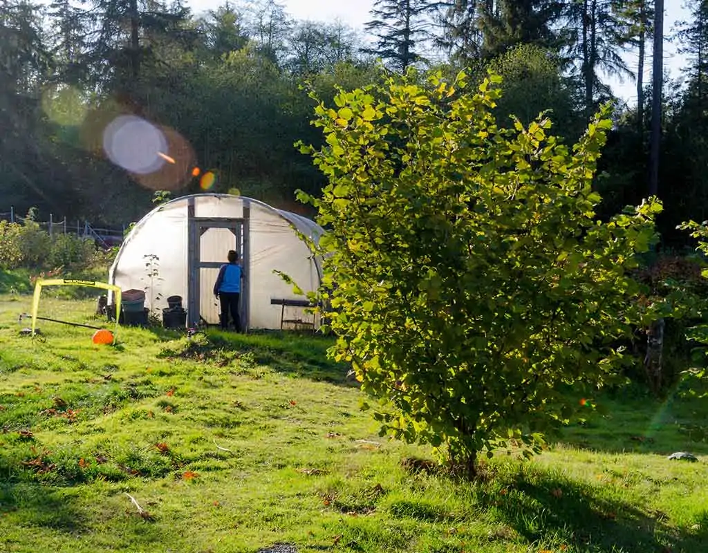 Sunny farm with greenhouse and tree, small figure in front of greenhouse