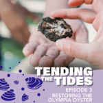 A hand holding a small grey and white oyster shell with the words Tending the Tides, Episode 3, Restoring the Olympia Oyster