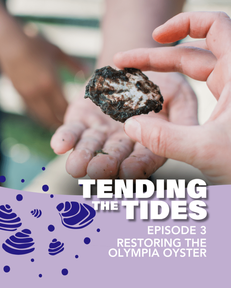 A hand holding a small grey and white oyster shell with the words Tending the Tides, Episode 3, Restoring the Olympia Oyster