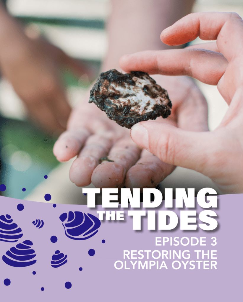 A hand holding a small grey and white oyster shell with the words Tending the Tides, Episode 3, Restoring the Olympia Oyster