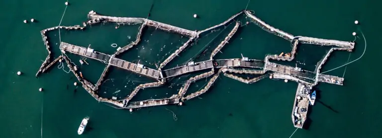 Ariel image showing the outlines of a salmon farming operation at a distance such that the boats and gates are like drawing lines