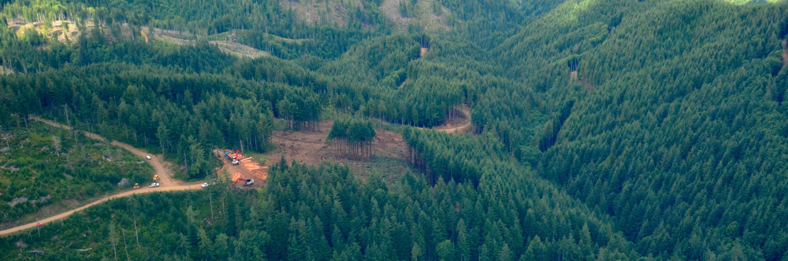 High view of green hills covered with tall, uniform conifers dip to a green drainage. At left, a logging road and tree harvesting site are bright orange-brown, and the road continues deeper into the forest