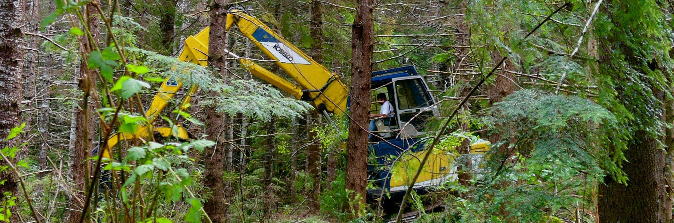Working machine with a blue cab and yellow arm in the middle of a second growth forest. Person seated in the machine works the arm