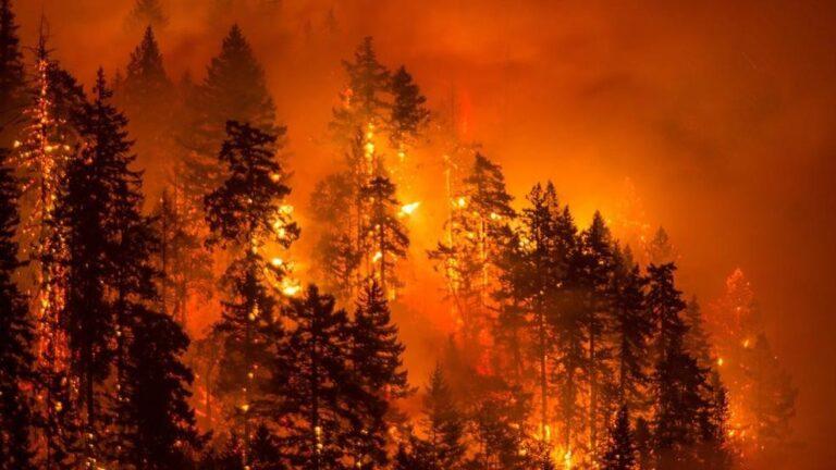 A forested hillside ablaze with a devastating wildfire
