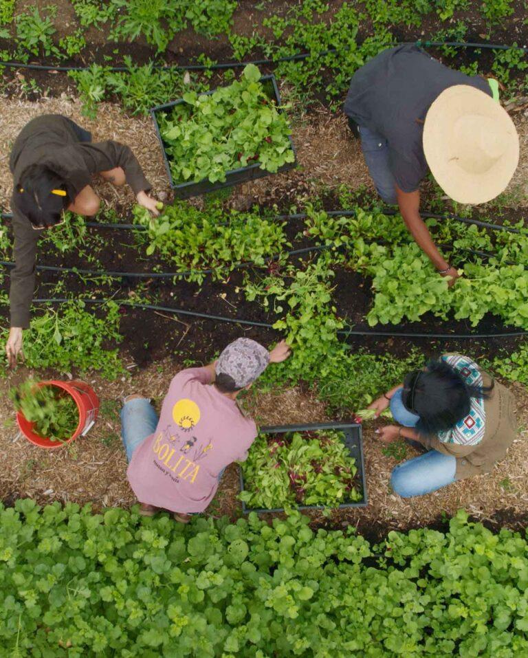 aerial view of people working in lush farm field