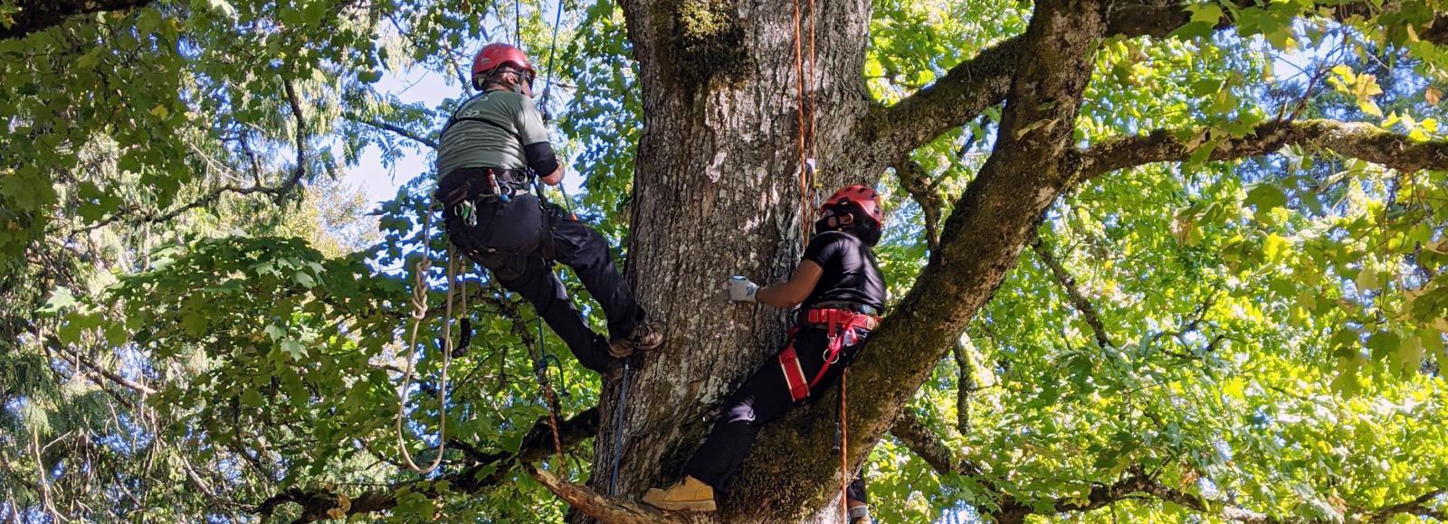 A 2020 participant ascends a tree during a field training with Treecology. Photo by Teresa Gaddy