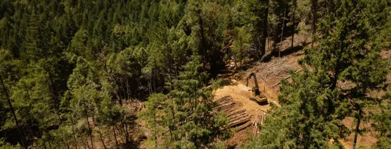 Fallen logs in the center of a lush green forest