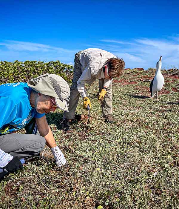 Two biologists working outdoors next to a decoy of an albatross bird