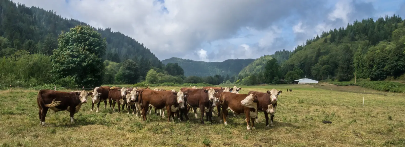 cows stand in a field edged by coastal hills