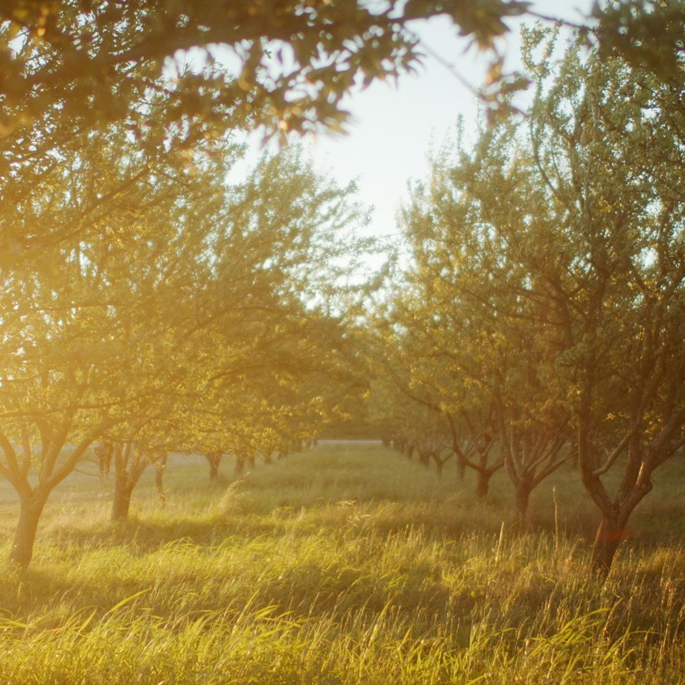 Golden sunlight shines through an almond orchard