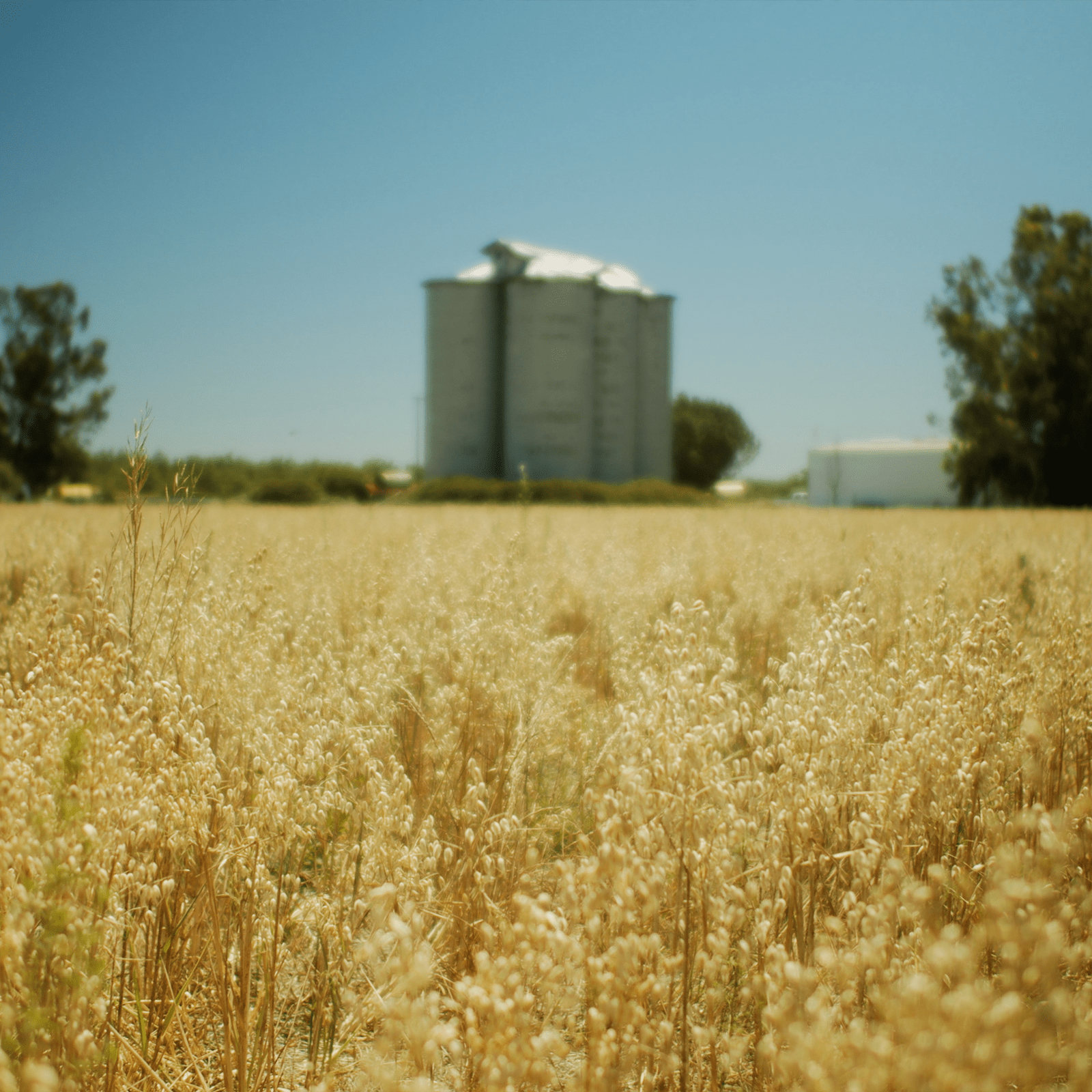 A field of grains with two silos in the background