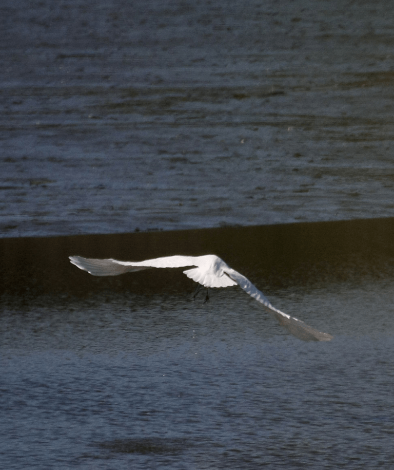 Large white bird, wings outstretched dipping towards a steely blue ocean. Bird pictured from behind