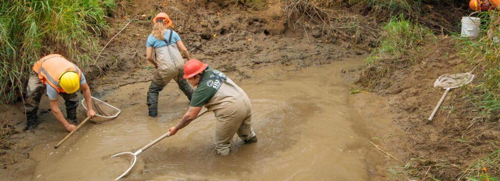 A team from the U.S. Forest Service works to relocate aquatic species during an active restoration project.
