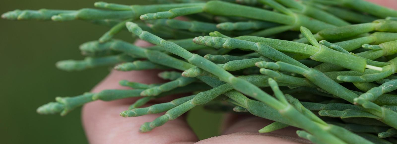Close-up of fresh, bright green sea asparagus stems held by a hand barely pictured
