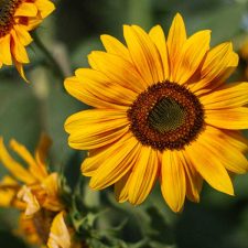 BIPOC_FTM_2_up_sunflower