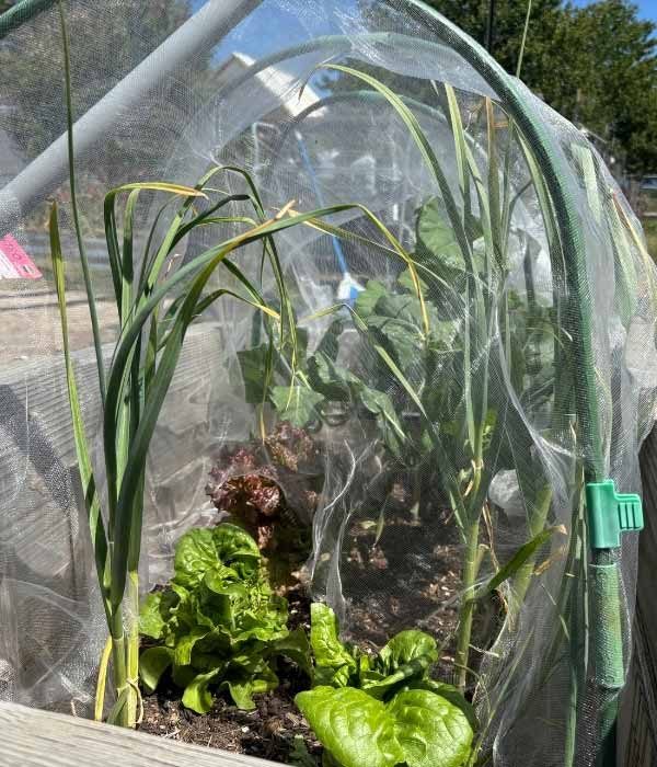 Veggies growing under a net