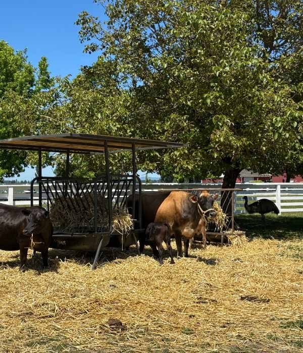 Cows eating hay