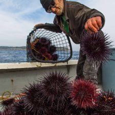 CA_mpa_urchin_project_top_left_image