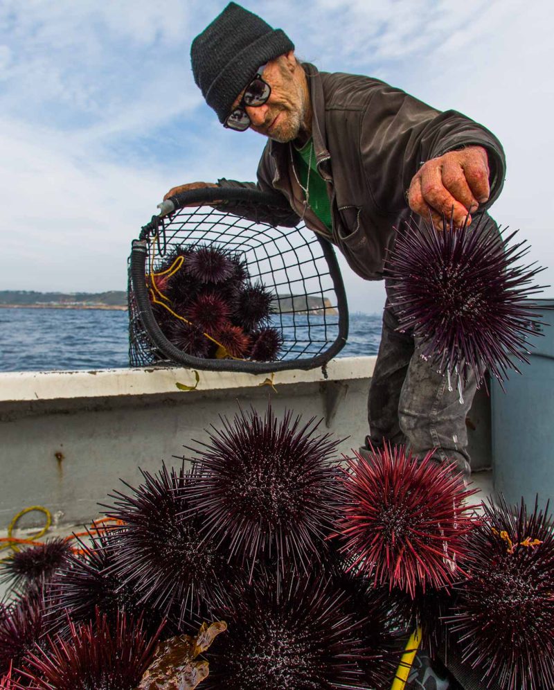 CA_mpa_urchin_project_top_left_image