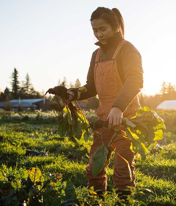 Person harvests pink daikon