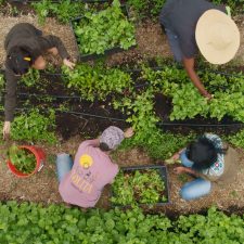 aerial view of people working in lush farm field