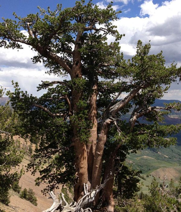 Gnarled Whitebark pine in the Copper Mountains of Nevada