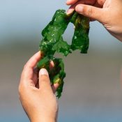 hands holding up kelp on beach