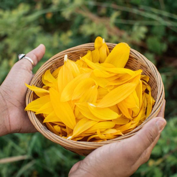 Hands holding sunflower petals